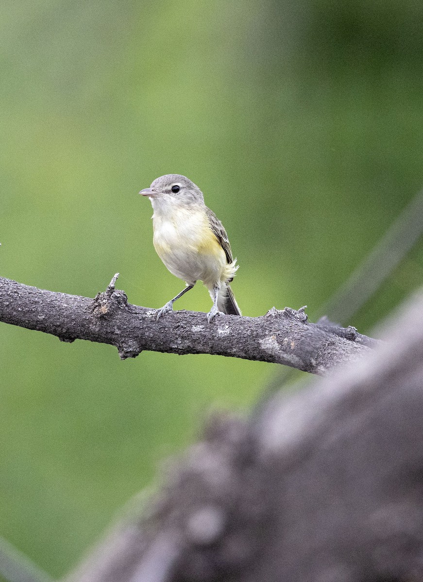 Bell's Vireo - ML569575001