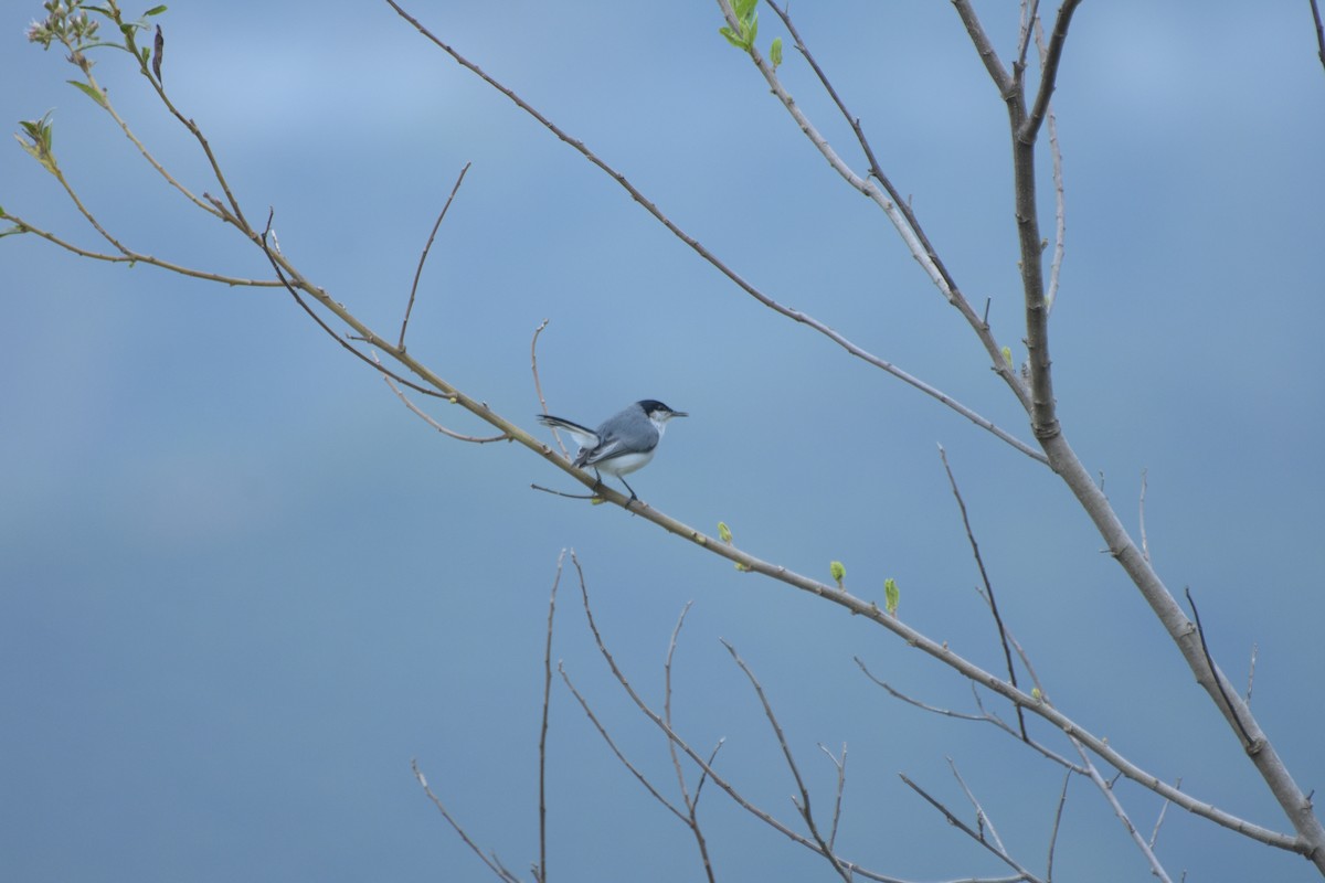 Tropical Gnatcatcher - ML569575061