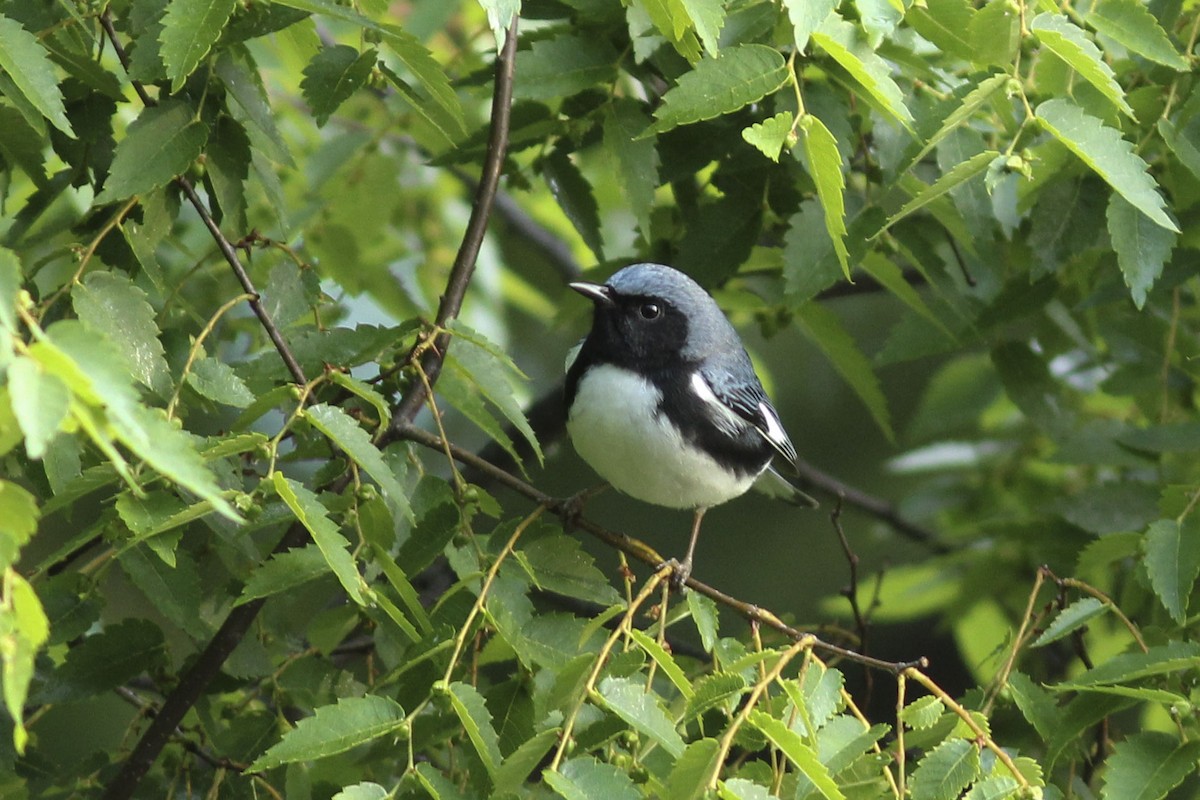 Blaurücken-Waldsänger - ML569575151