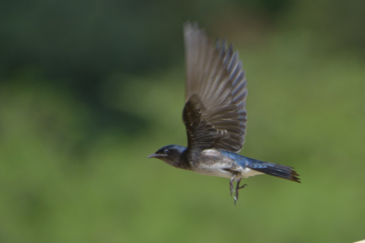 Gray-breasted Martin - ML569575251