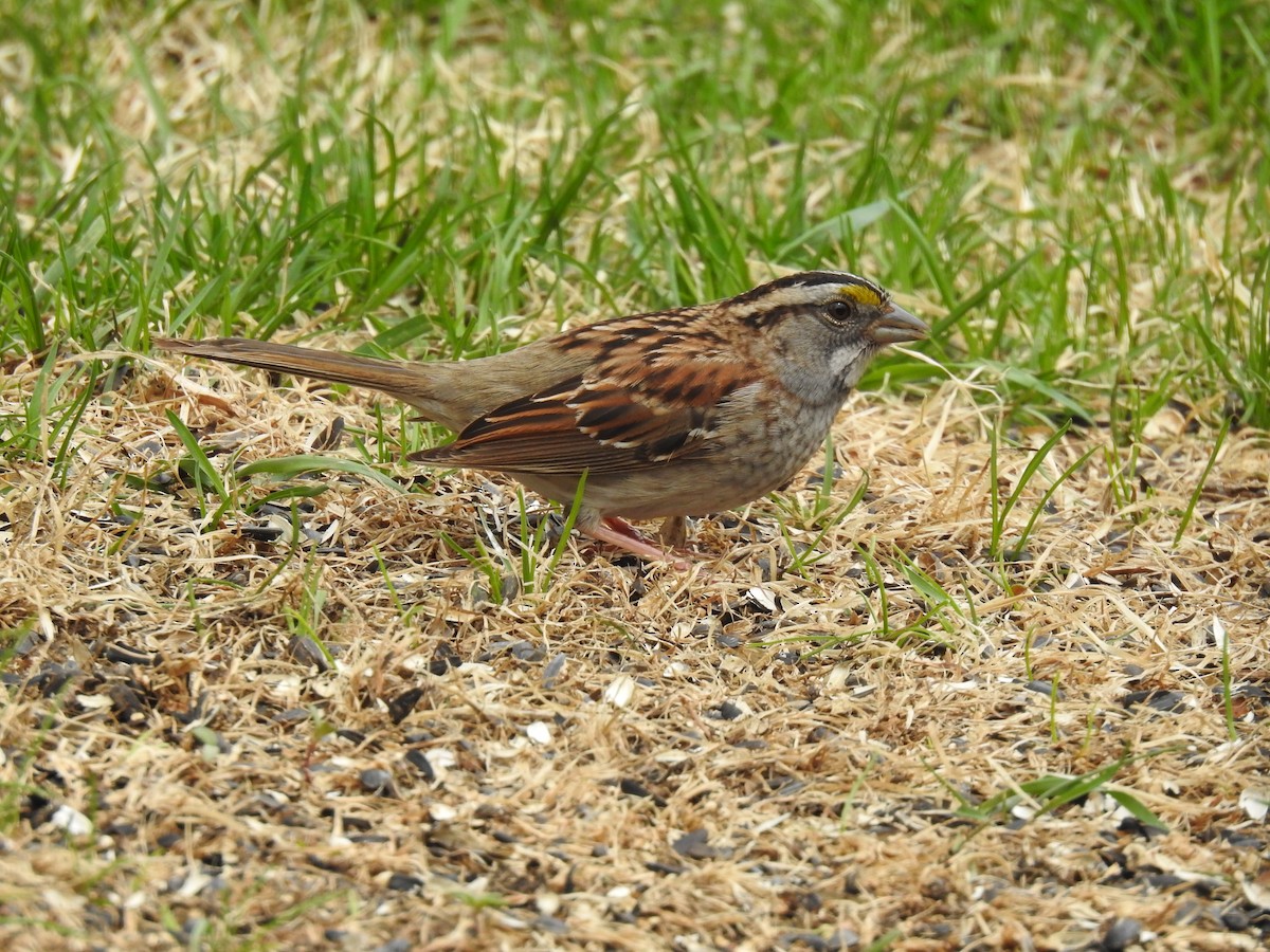 White-throated Sparrow - ML569575801