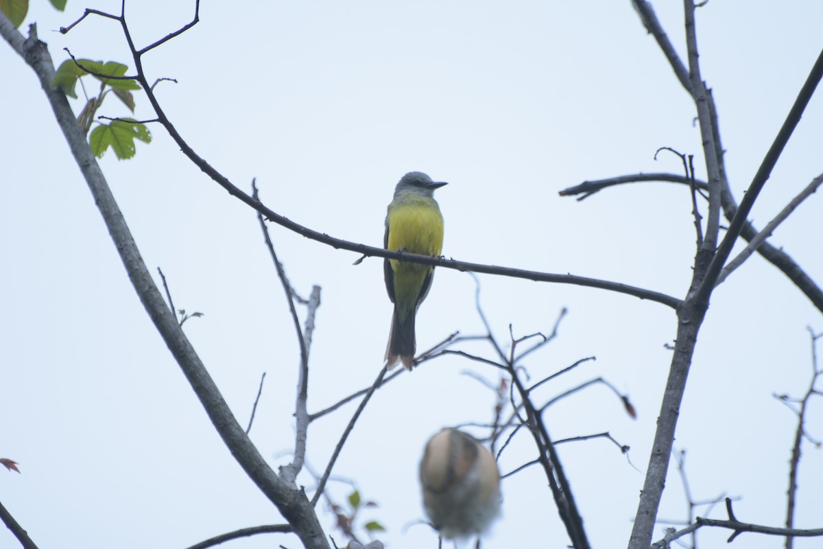 Tropical Kingbird - ML569577071