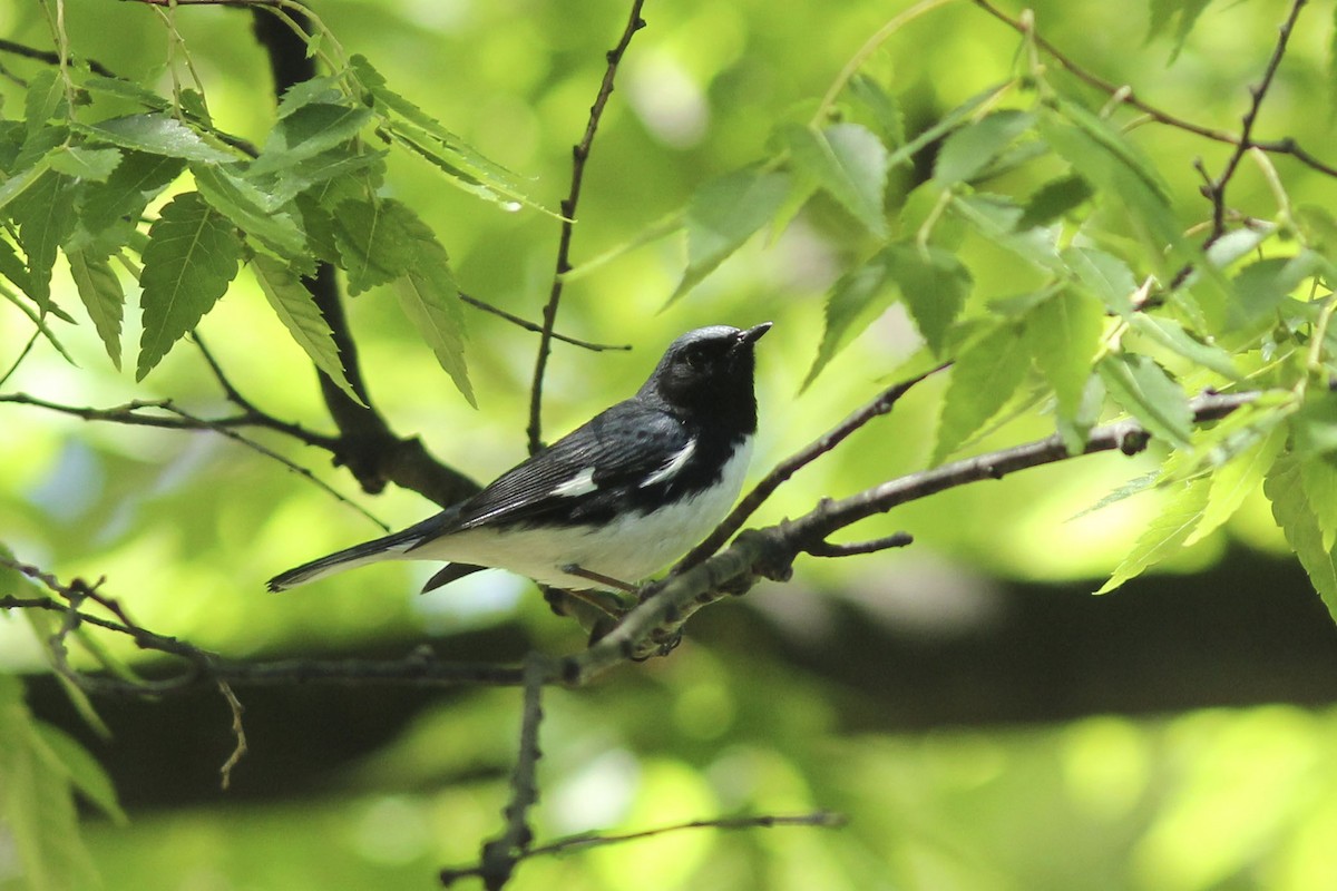 Black-throated Blue Warbler - ML569577171