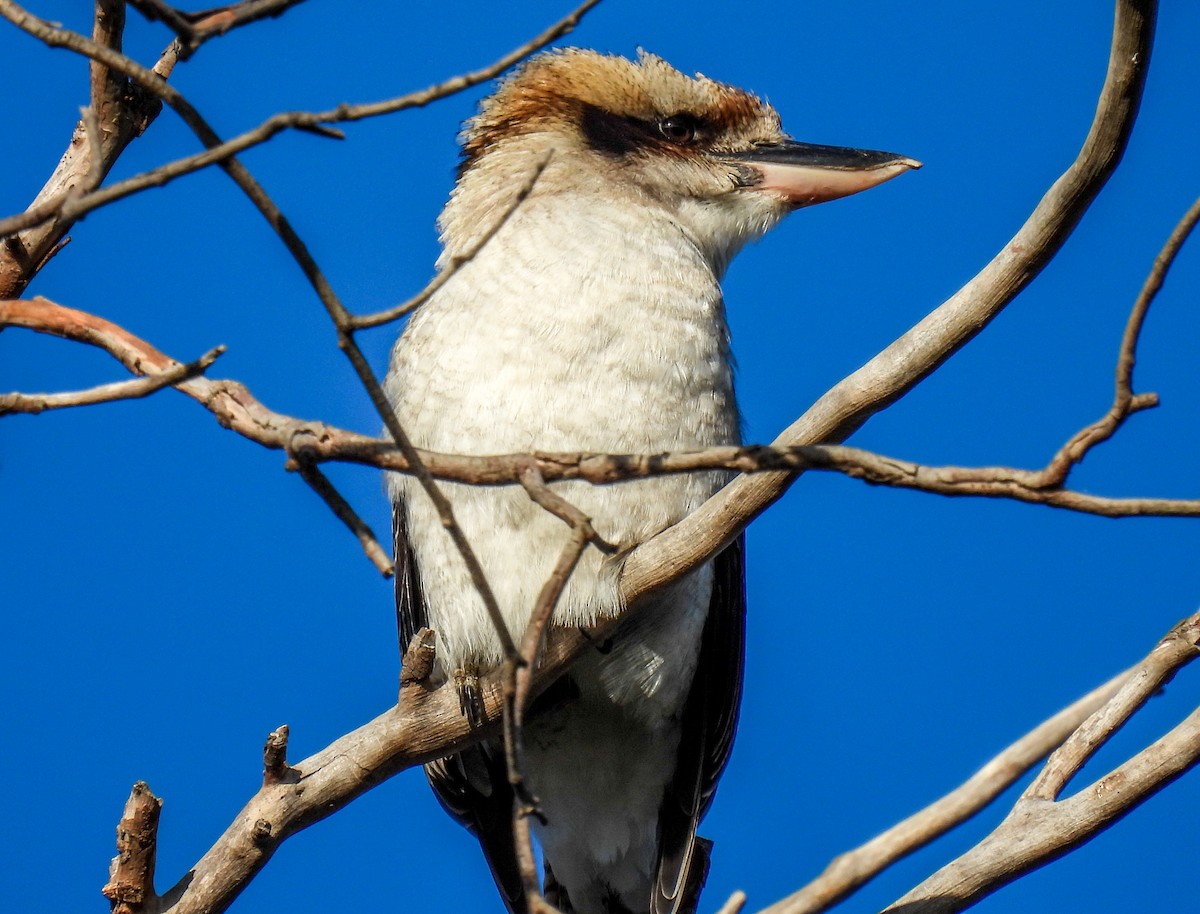 Laughing Kookaburra - ML569577371