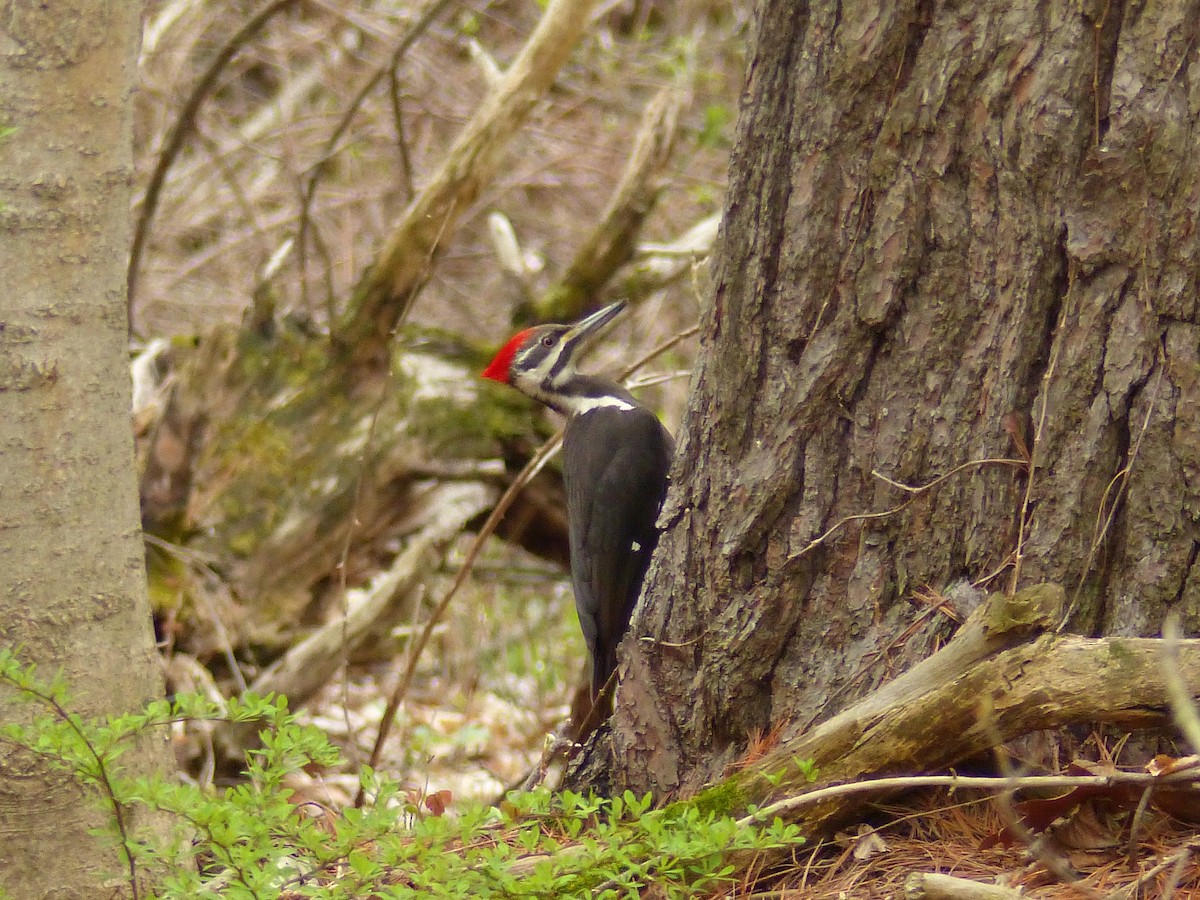 Pileated Woodpecker - Curtis Hart