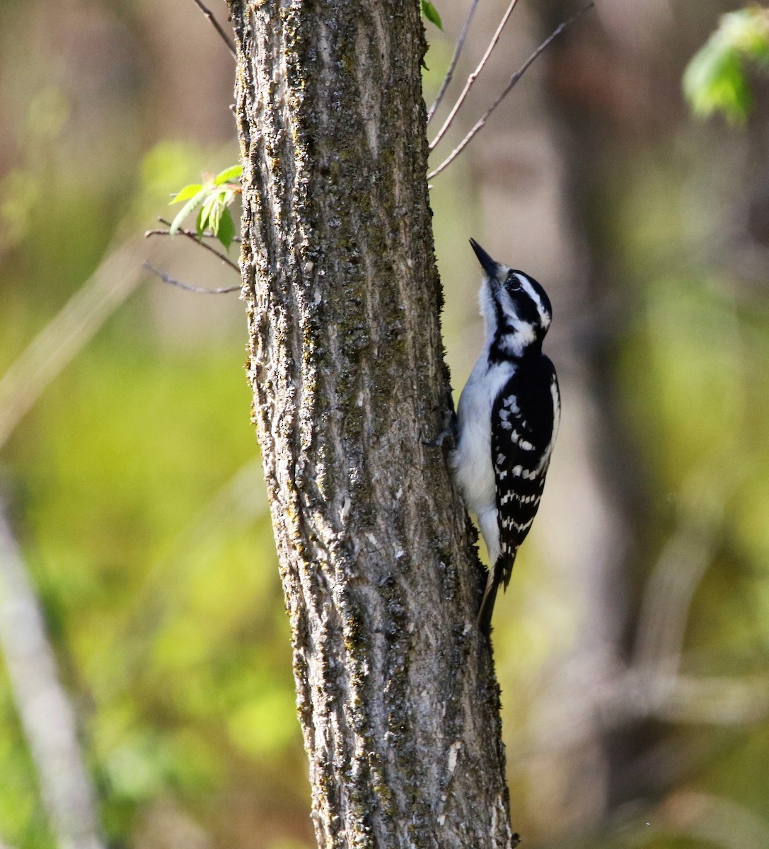 Hairy Woodpecker - Marie-Josee D'Amour