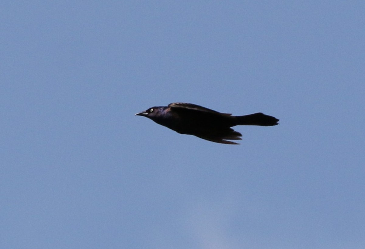 Rusty Blackbird - ML569578101