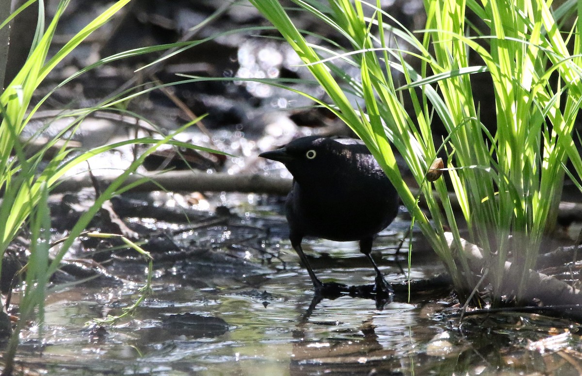 Rusty Blackbird - ML569578121