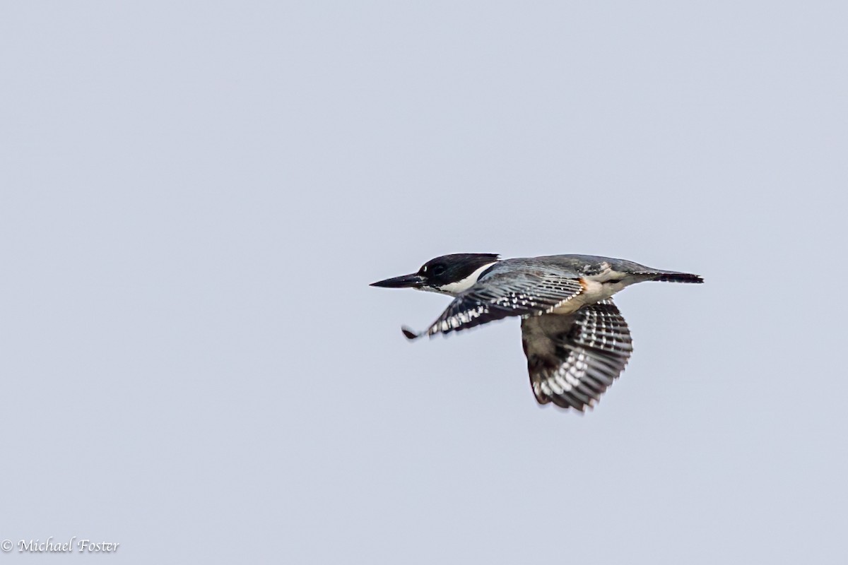 Belted Kingfisher - ML569578271