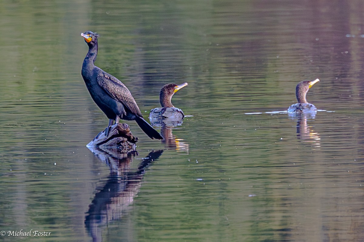 Cormoran à aigrettes - ML569578351