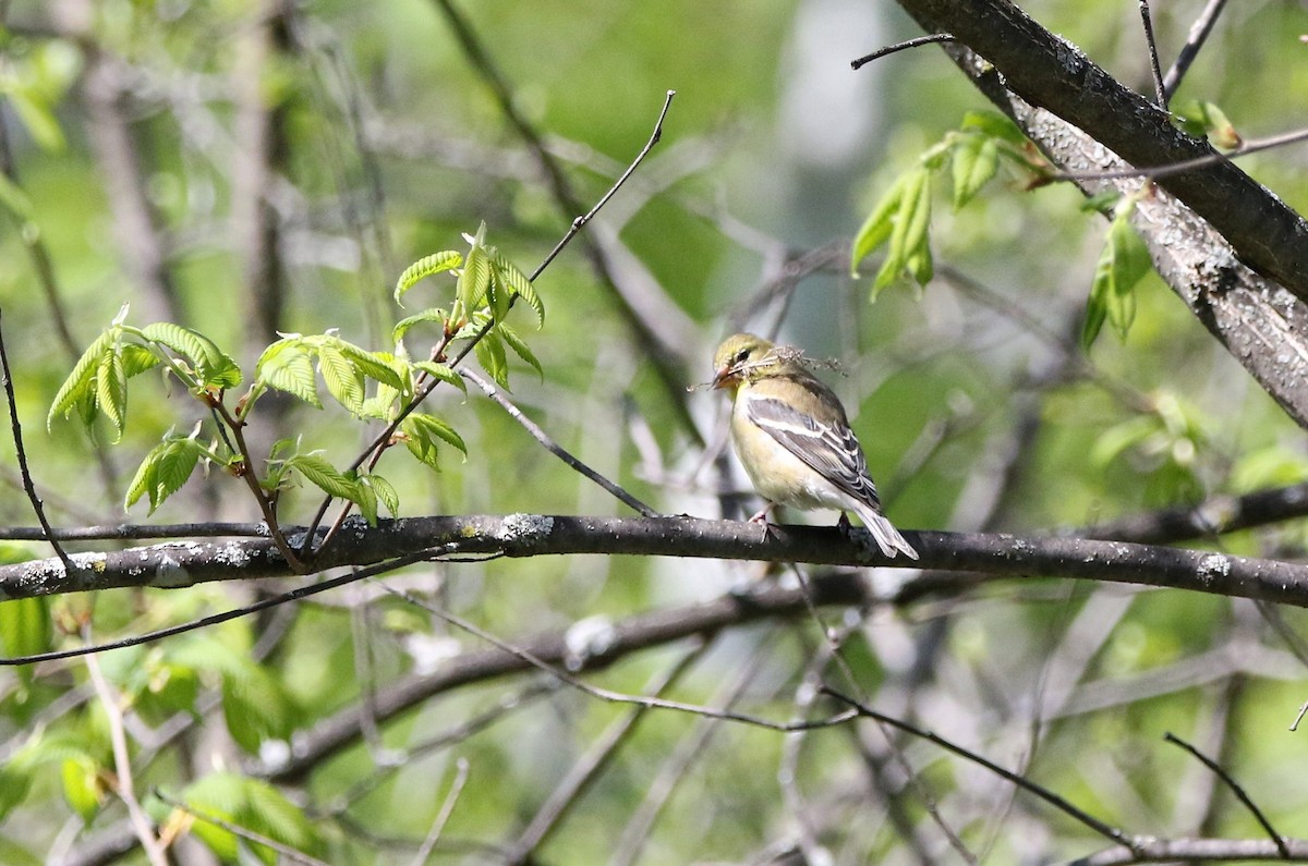 American Goldfinch - ML569578781