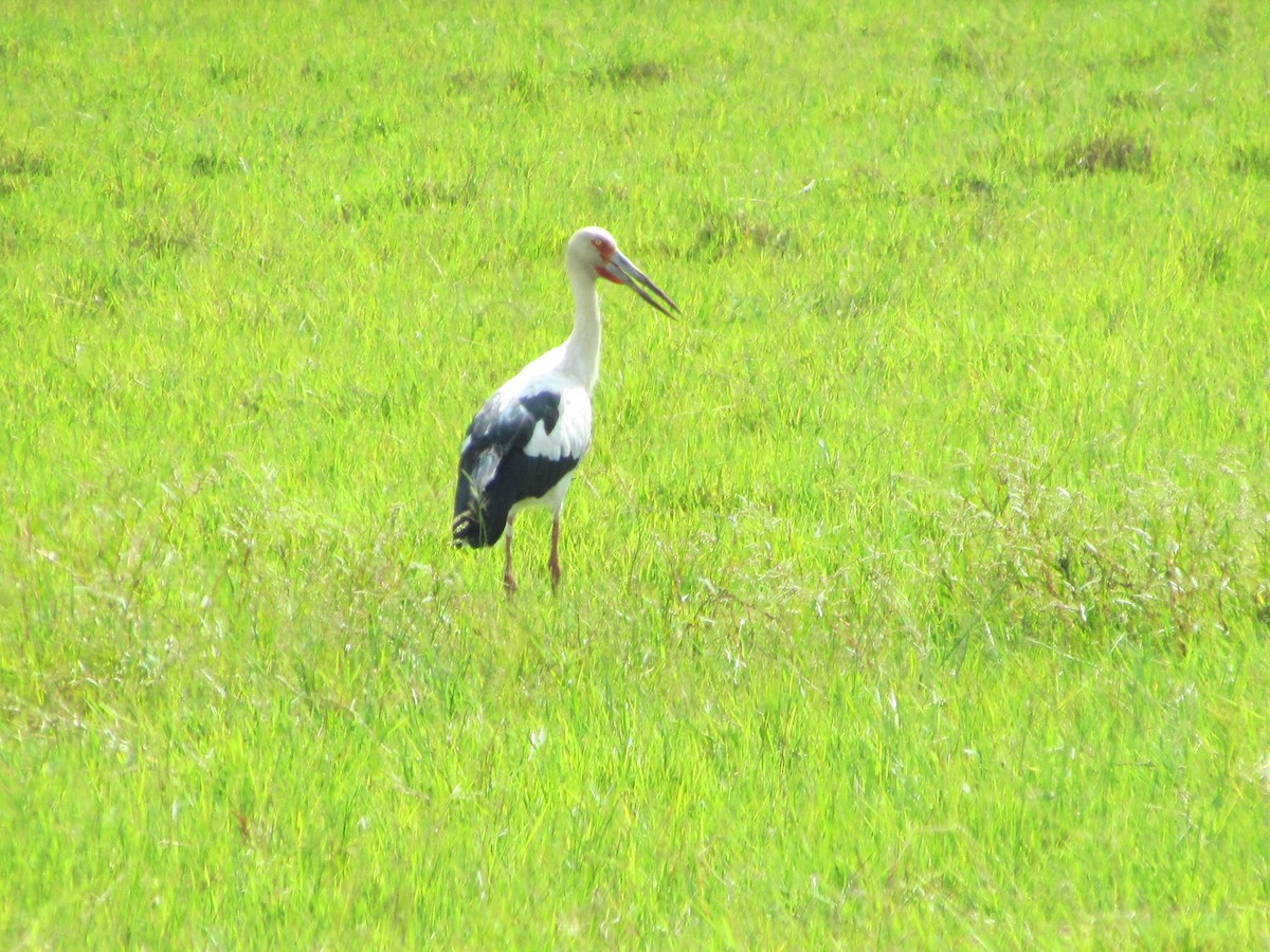 Maguari Stork - ML569579511