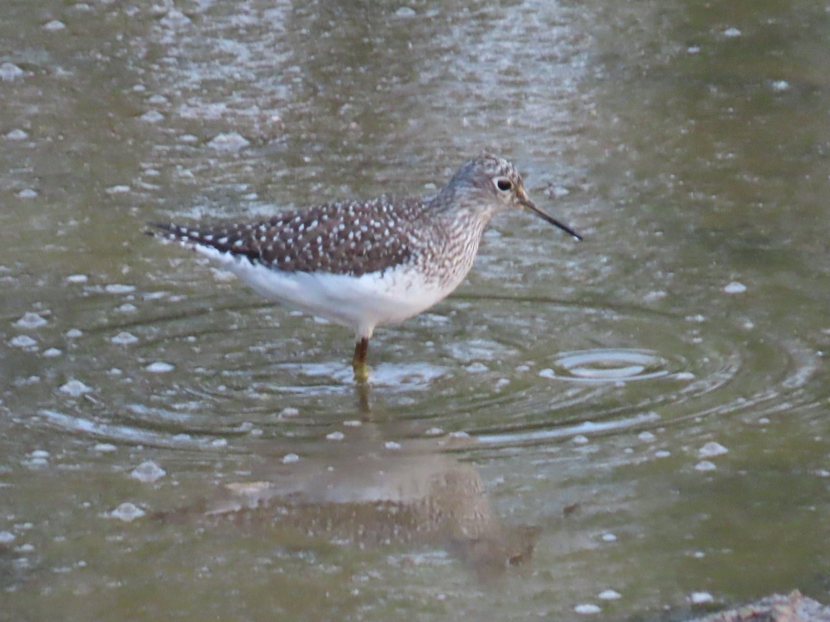 Solitary Sandpiper - ML569579871