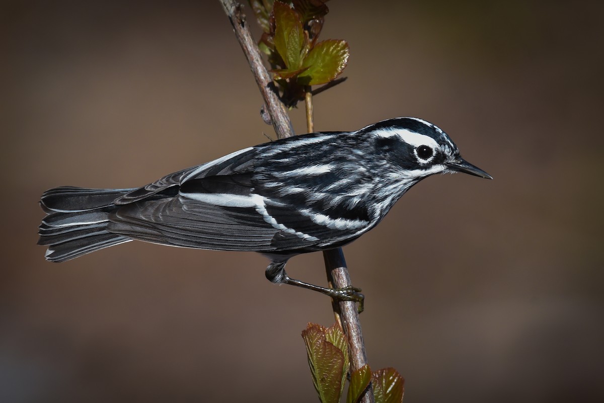Black-and-white Warbler - Scott Martin
