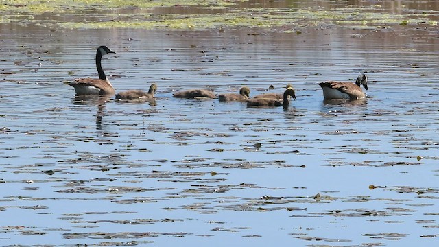 Canada Goose - ML569580611