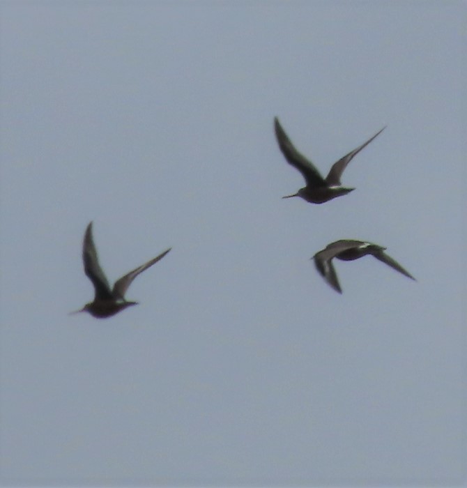 Hudsonian Godwit - Laura Burke