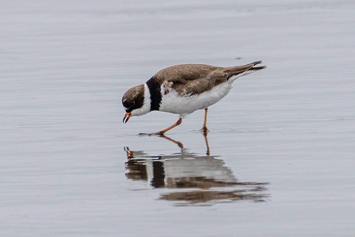 Semipalmated Plover - ML569581771