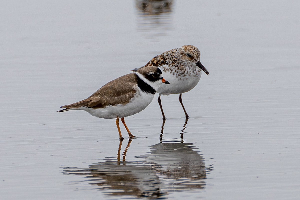 Semipalmated Plover - ML569581941