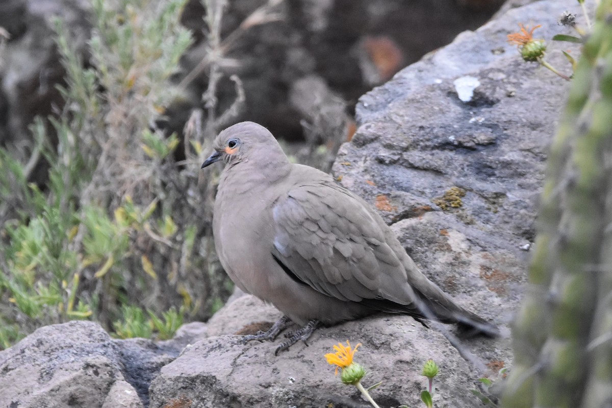 Black-winged Ground Dove - ML569582811