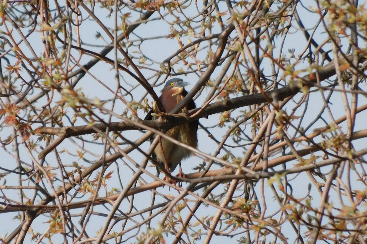 Green Heron - ML569583191