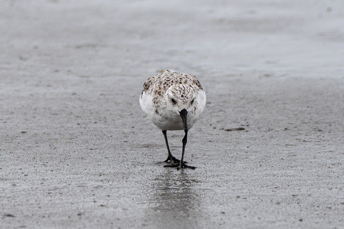 Sanderling - ML569583341