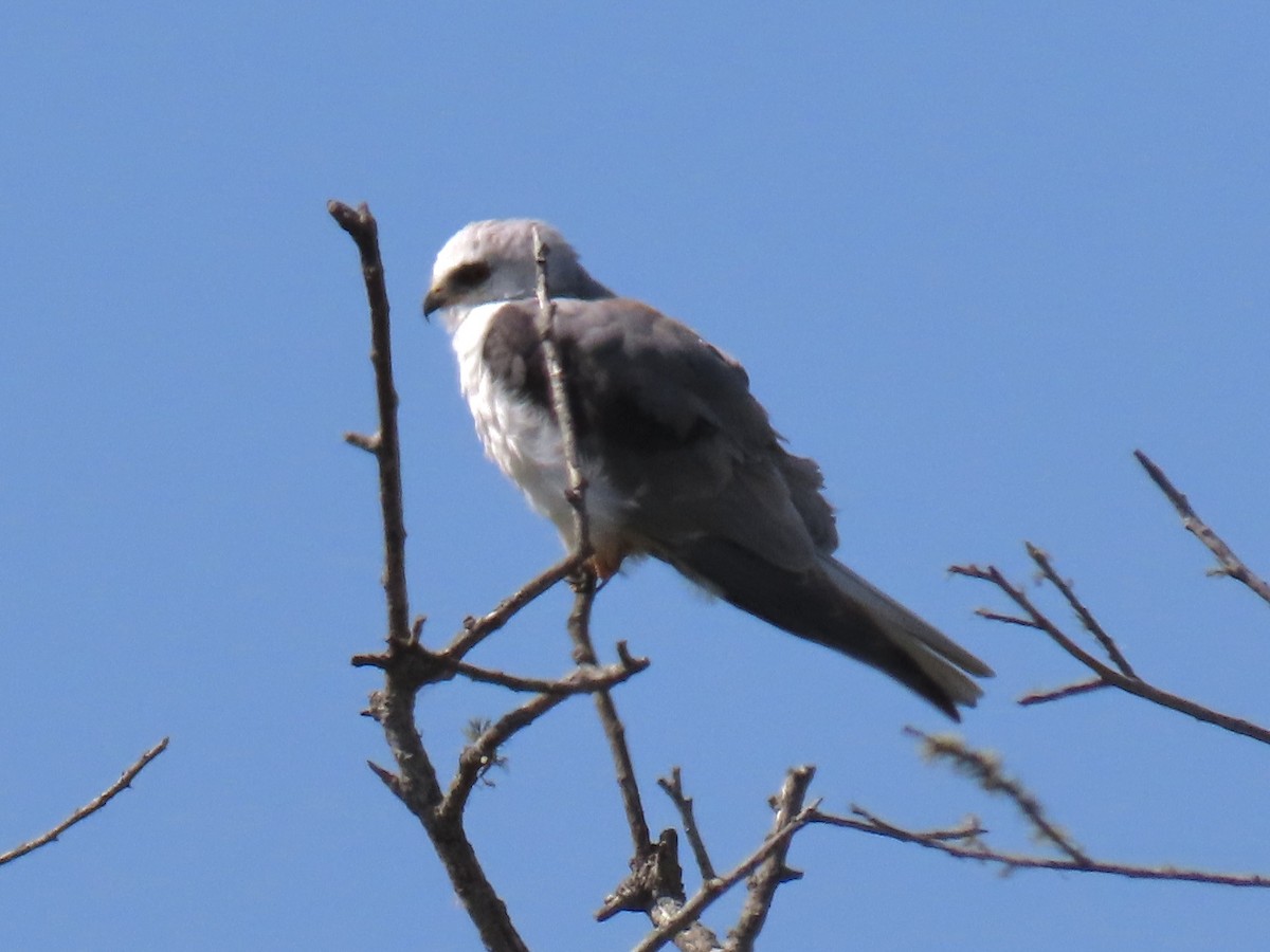 White-tailed Kite - Alane Gray