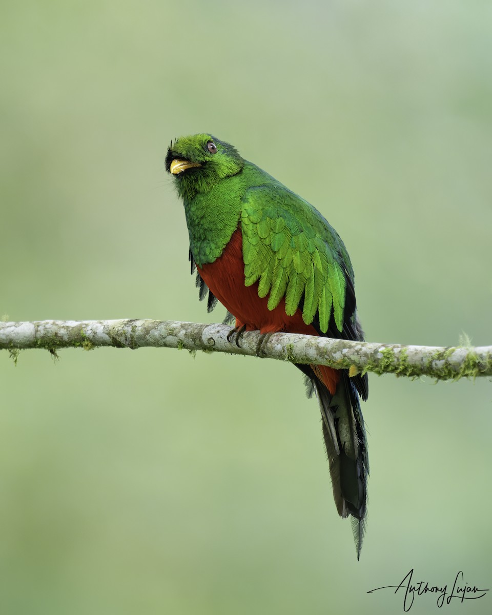 Golden-headed Quetzal - ML569585051