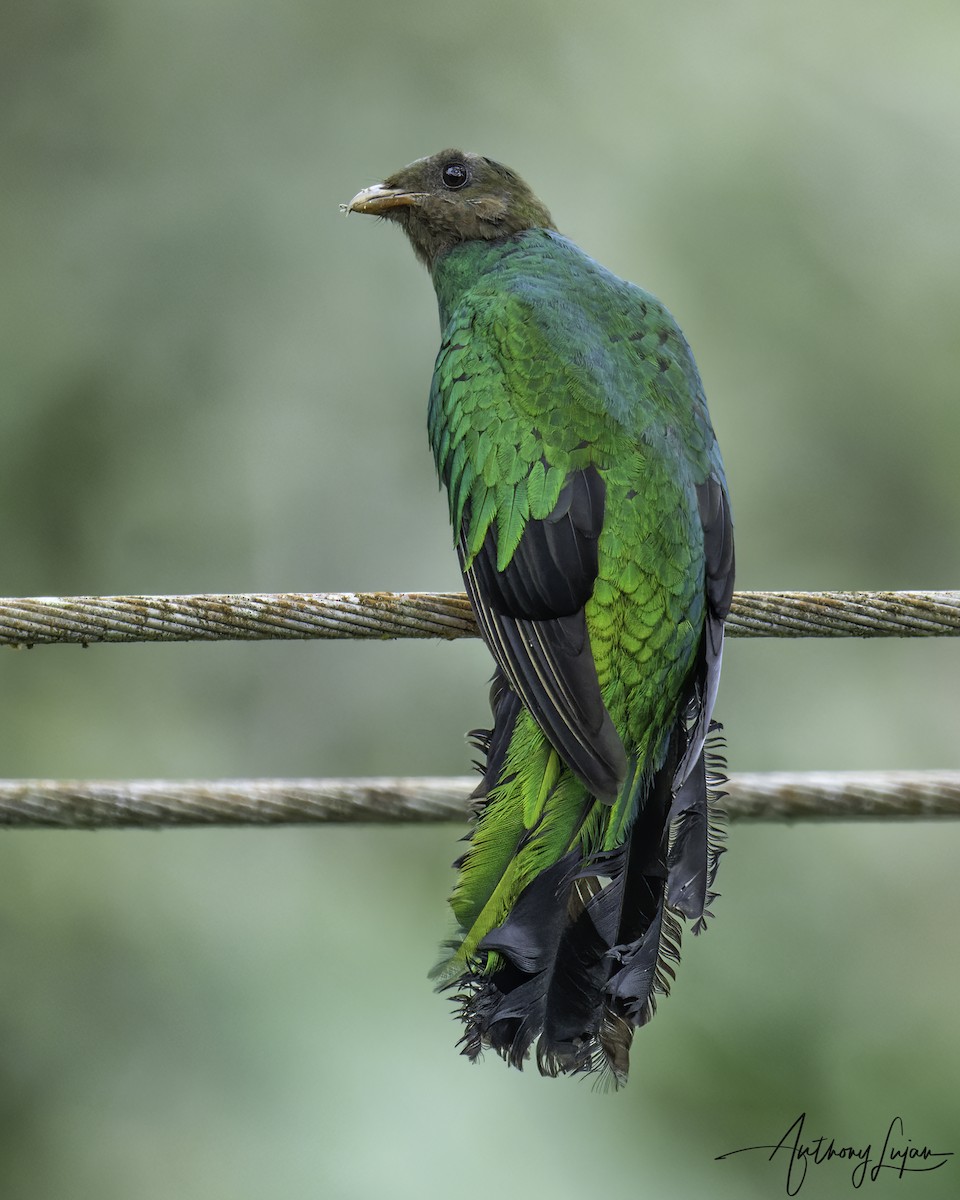 Golden-headed Quetzal - Anthony Lujan