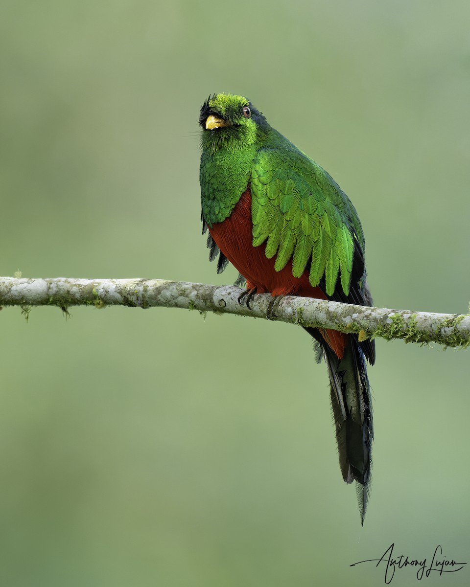 Golden-headed Quetzal - ML569585071