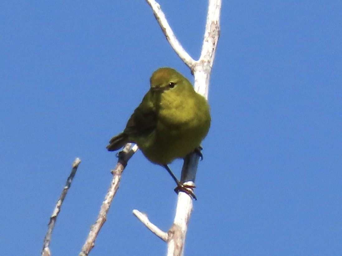 Orange-crowned Warbler - ML569585551