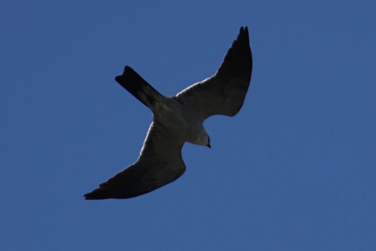 Mississippi Kite - ML56958591