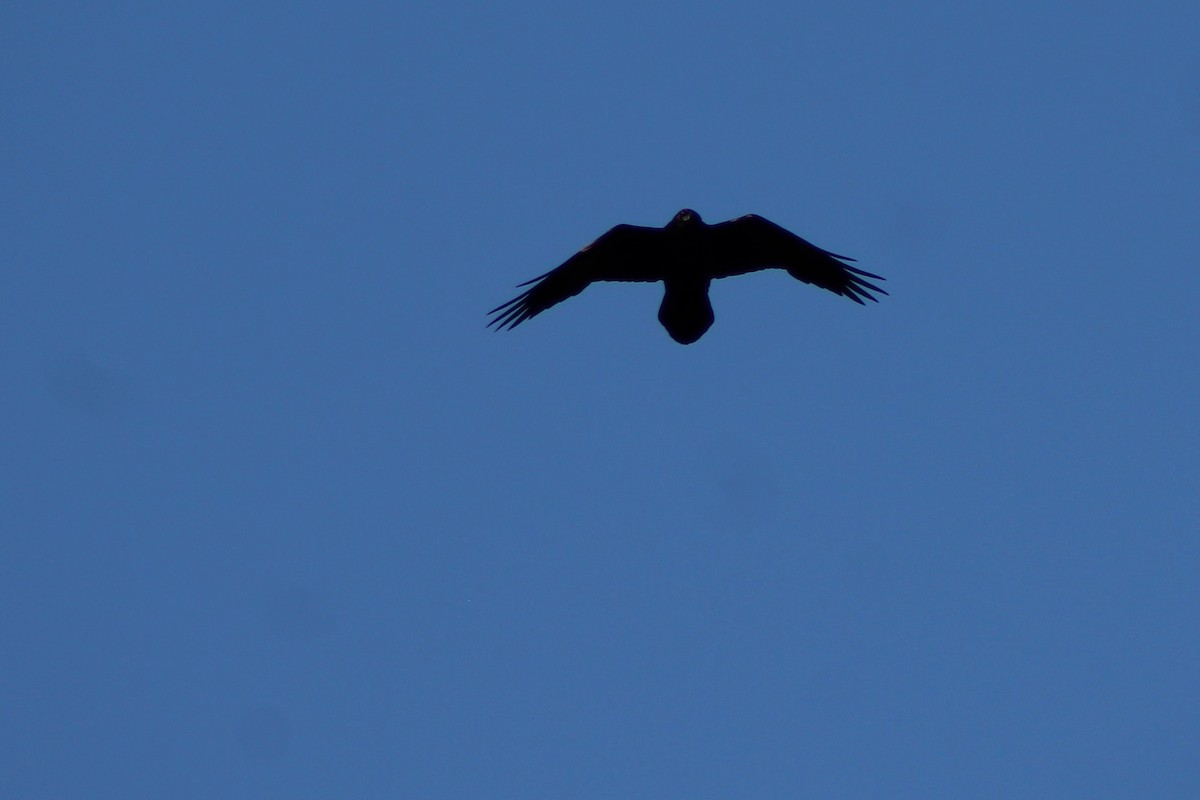 Common Raven - ML56958621