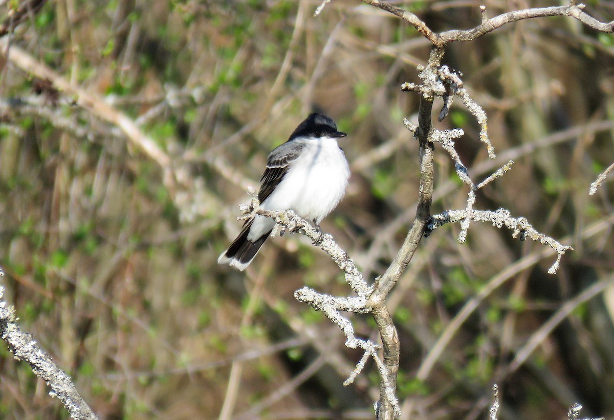 Eastern Kingbird - ML569589401