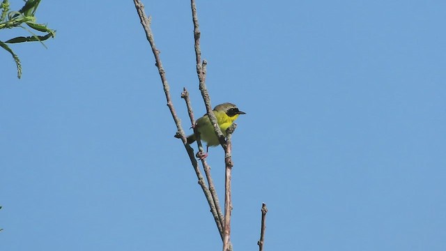 Common Yellowthroat - ML569589981