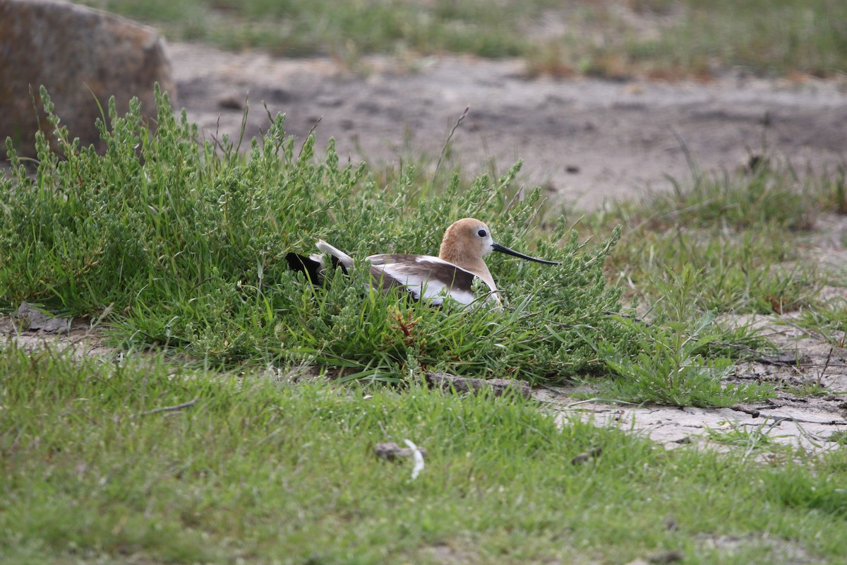 Avoceta Americana - ML569590741