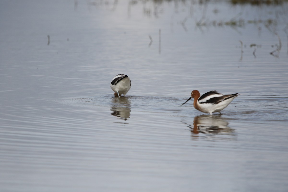 Avocette d'Amérique - ML569590791