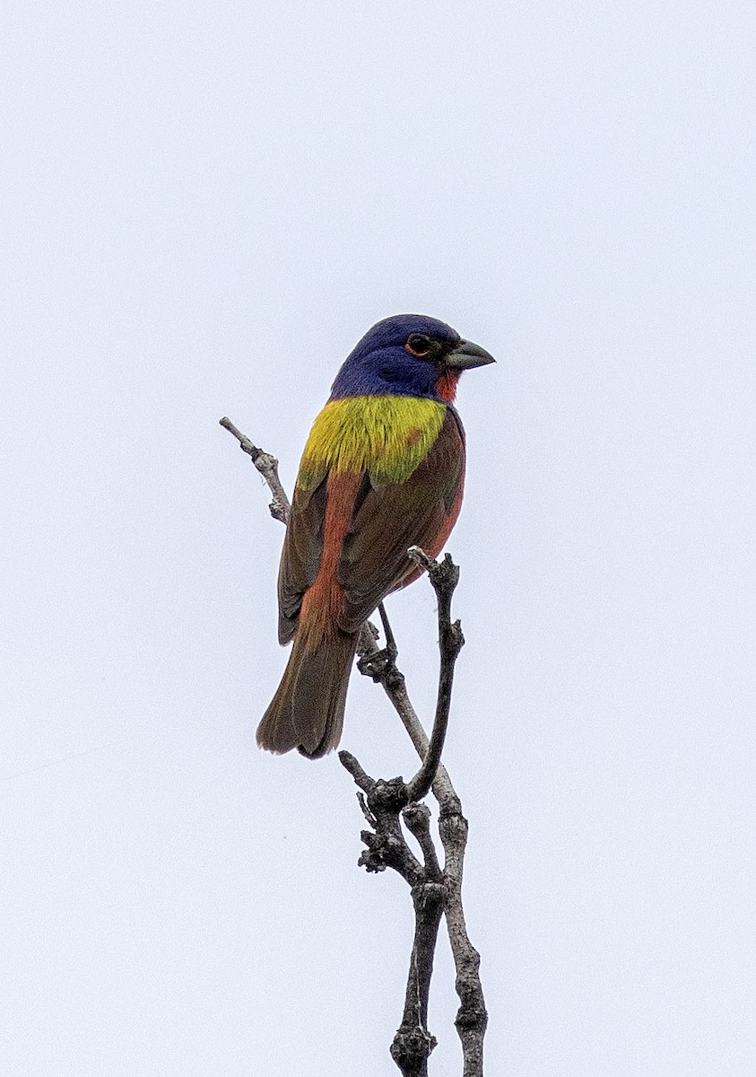 Painted Bunting - ML569590981