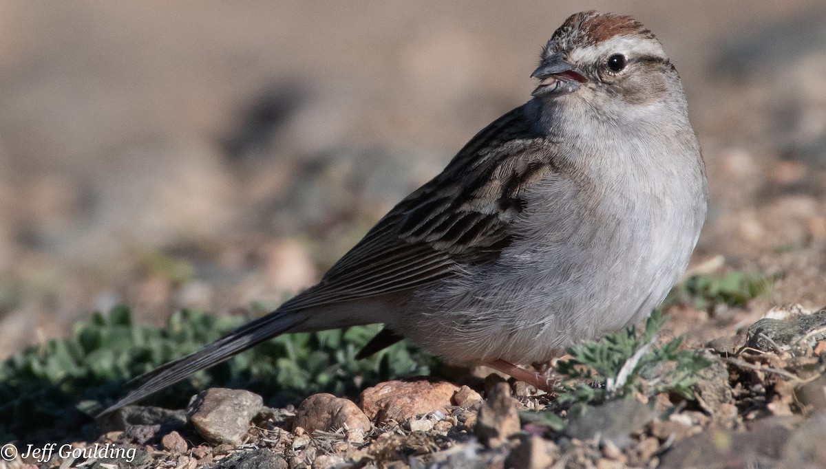 Chipping Sparrow - ML569591341