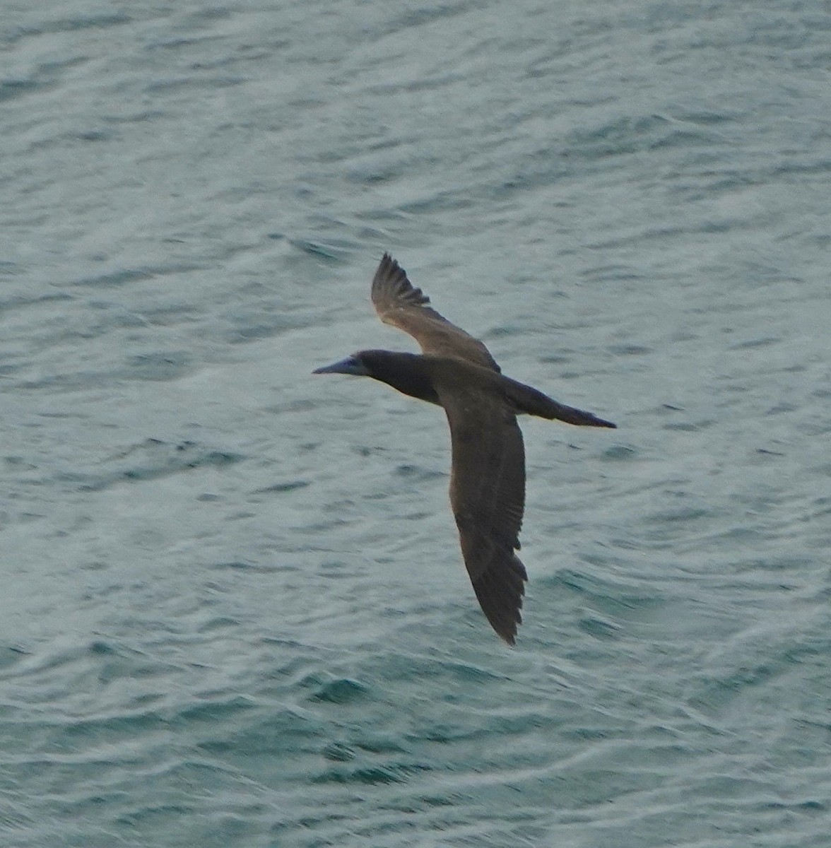Brown Booby - ML569591461