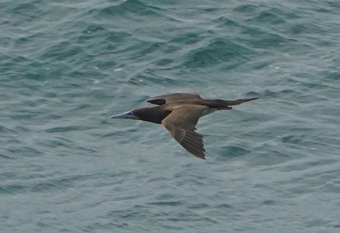 Brown Booby - ML569591471