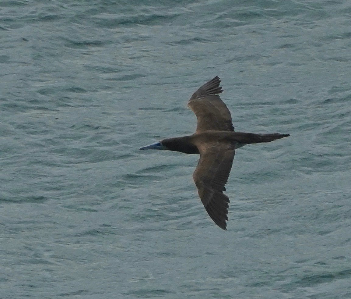 Brown Booby - ML569591481