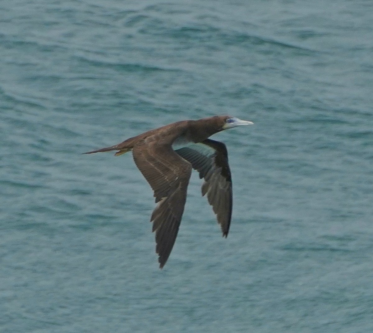 Brown Booby - ML569591491