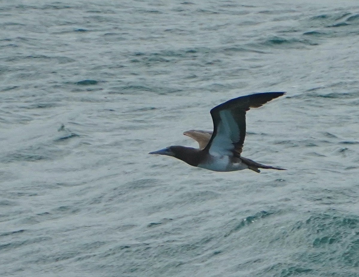 Brown Booby - ML569591501
