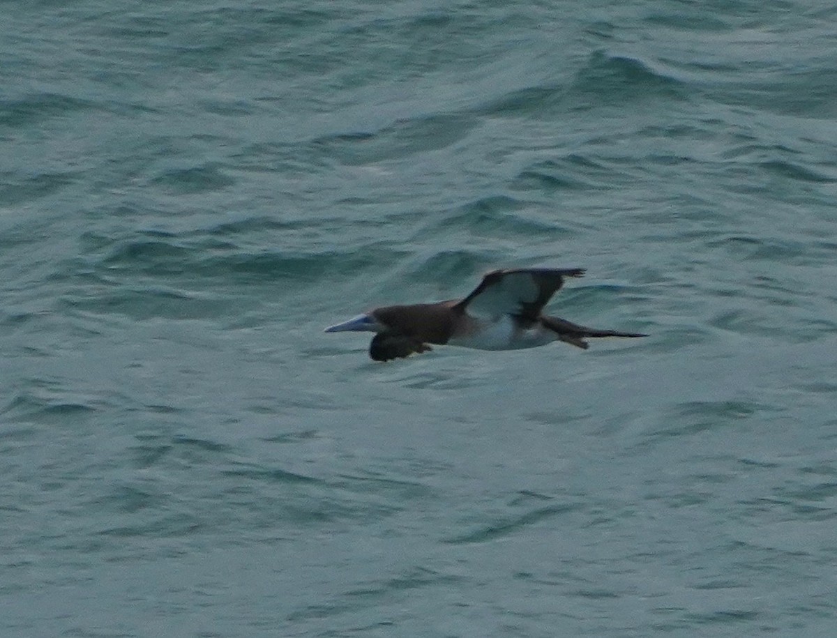 Brown Booby - ML569591511