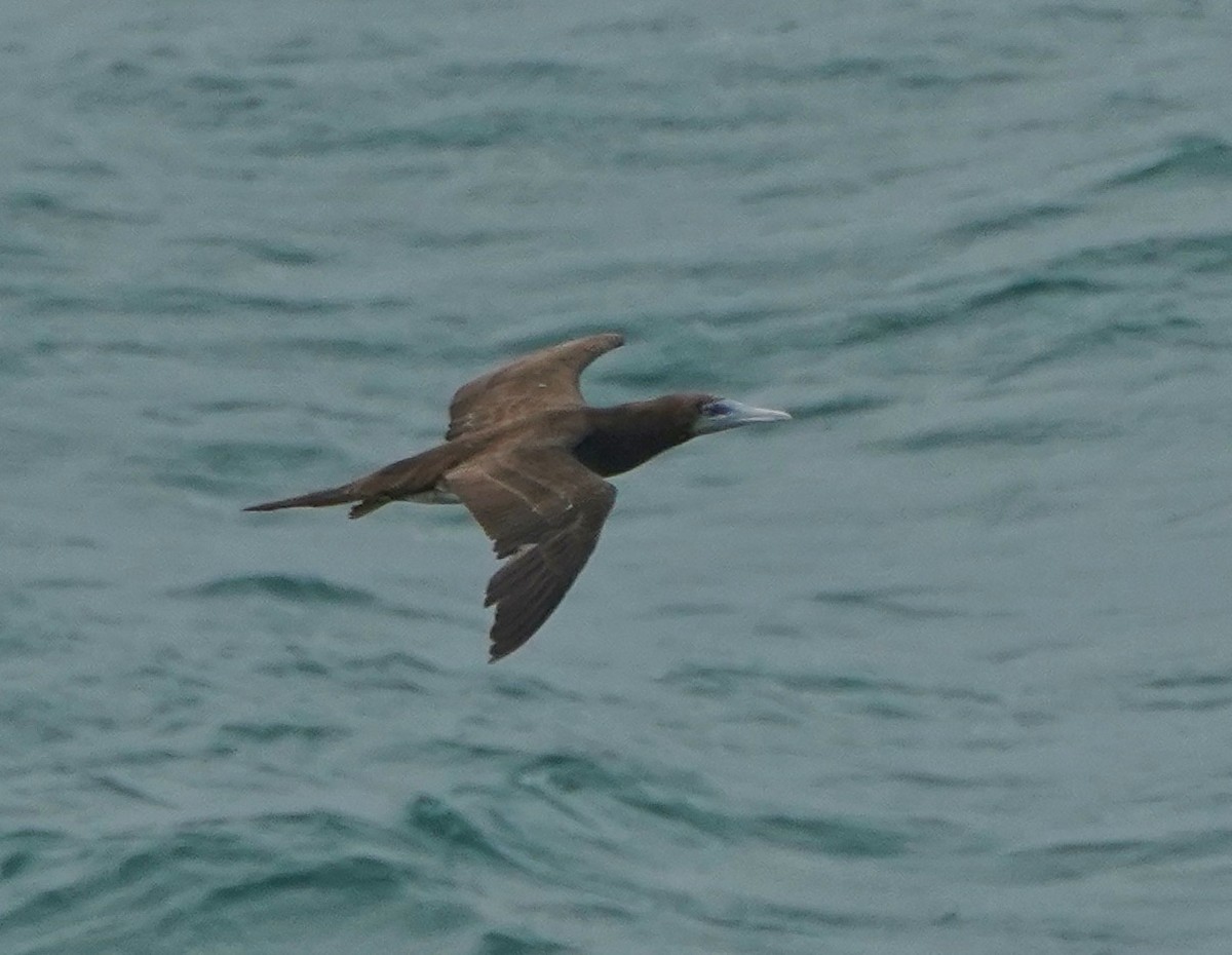 Brown Booby - ML569591531