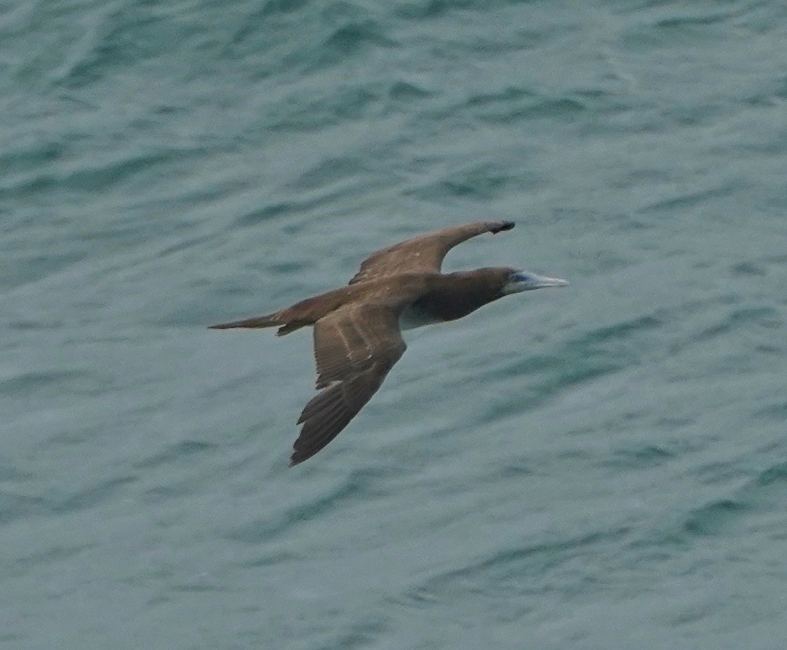 Brown Booby - ML569591541