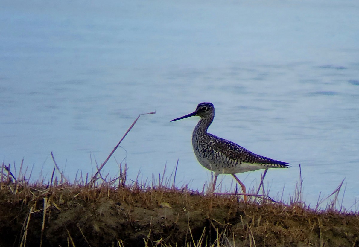 Greater Yellowlegs - ML569592041