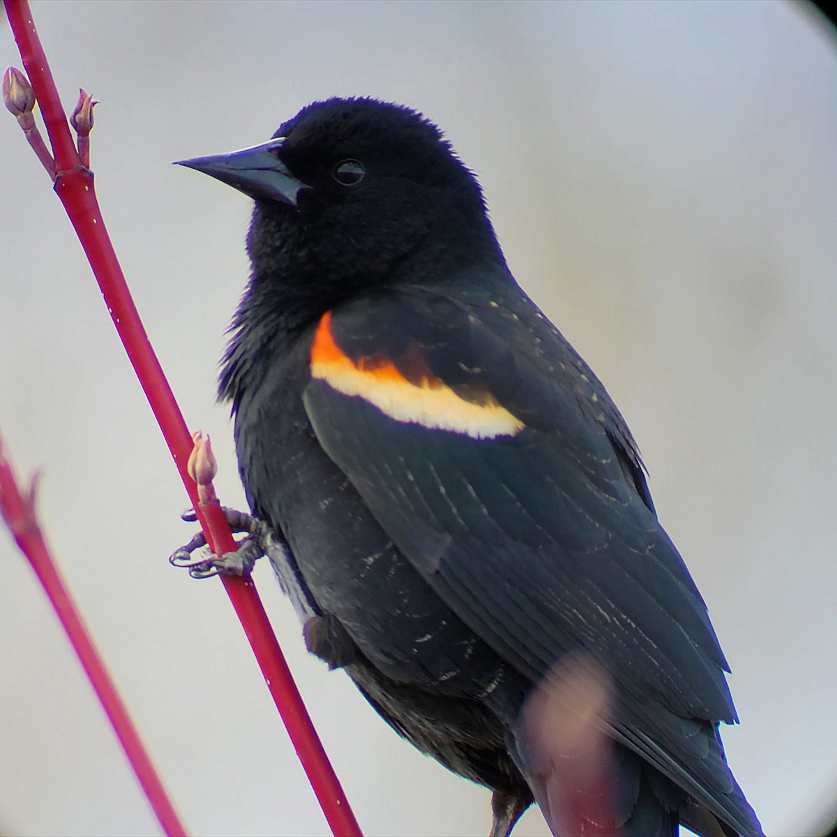 Red-winged Blackbird - ML569592141