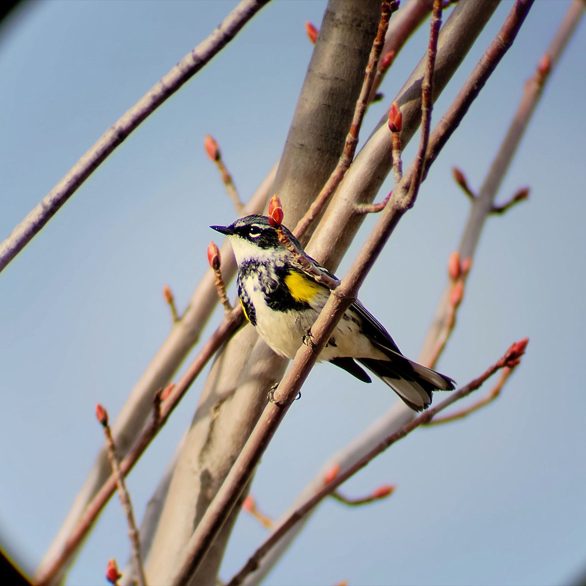 Yellow-rumped Warbler - ML569592321