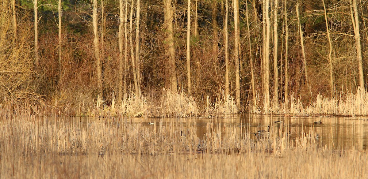 Bufflehead - ML569592431